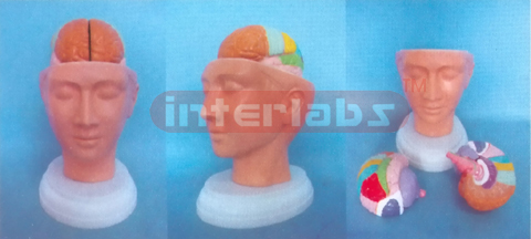 DELUXE HEAD MODEL WITH COLOUR SEPARATIONAL BRAIN (3PCS)